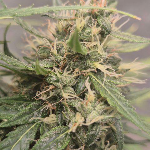 💚CHOCOLOPE 🍫 ☕️auto (56-63 BT) growlog timeline photo