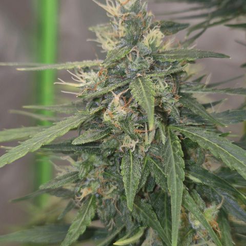💚CHOCOLOPE 🍫 ☕️auto (56-63 BT) growlog timeline photo