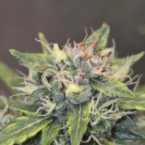 💚CHOCOLOPE 🍫 ☕️auto (56-63 BT) growlog timeline photo