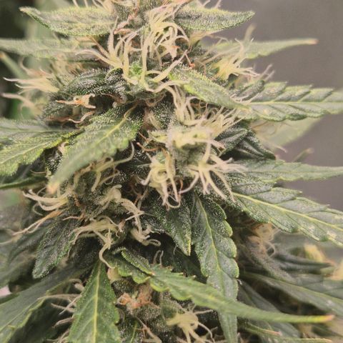 💚CHOCOLOPE 🍫 ☕️auto (56-63 BT) growlog timeline photo