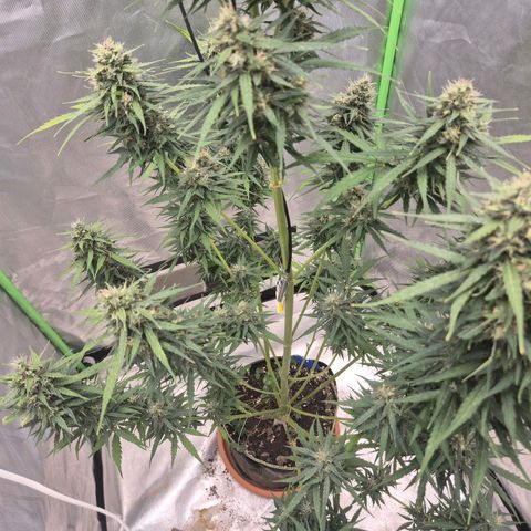 💚CHOCOLOPE 🍫 ☕️auto (56-63 BT) growlog timeline photo