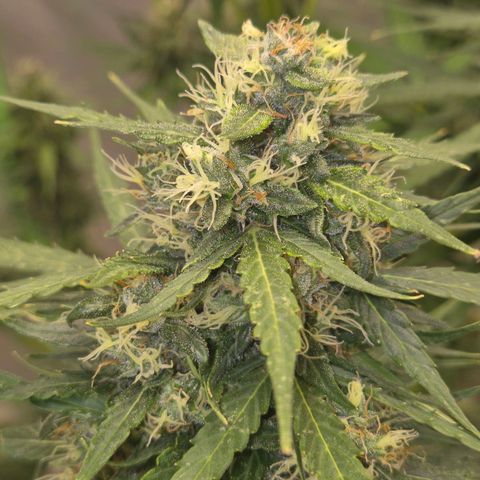 💚CHOCOLOPE 🍫 ☕️auto (56-63 BT) growlog timeline photo