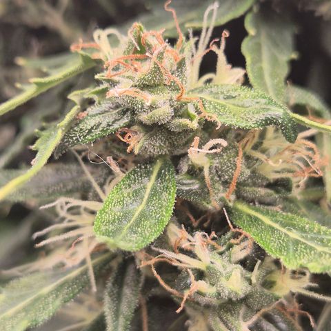 💚CHOCOLOPE 🍫 ☕️auto (56-63 BT) growlog timeline photo