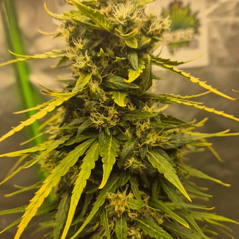 💚CHOCOLOPE 🍫 ☕️auto (56-63 BT) growlog timeline photo