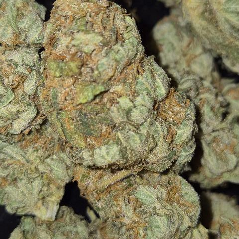 WTF- Königin Mimosa evo 👑👑👑 (65-70bt) growlog photo: 😇🤩🥰😍😎 überzeugt?!🫠🥰🤤🎄