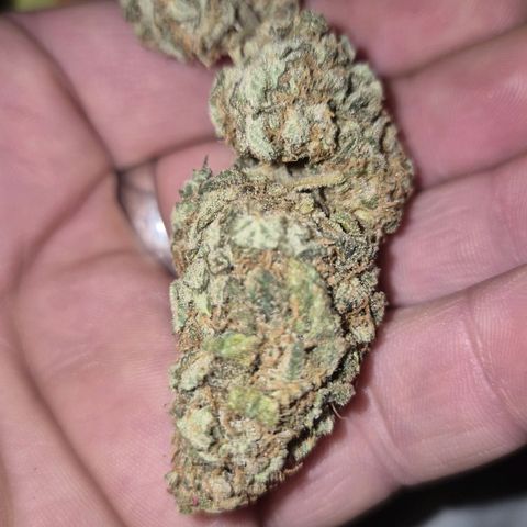 WTF- Königin Mimosa evo 👑👑👑 (65-70bt) growlog photo: 😇🤩🥰😍😎 überzeugt?!🫠🥰🤤🎄