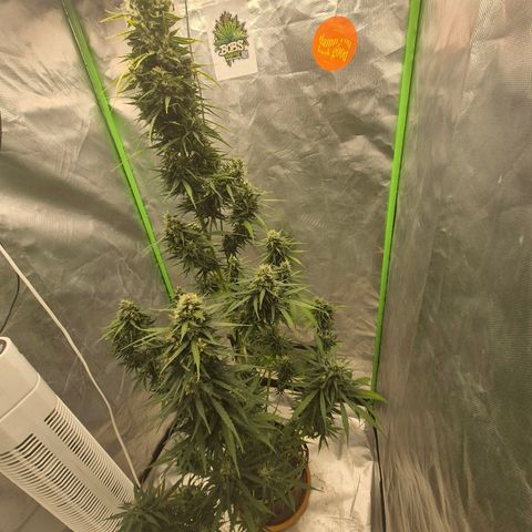 💚CHOCOLOPE 🍫 ☕️auto (56-63 BT) growlog timeline photo