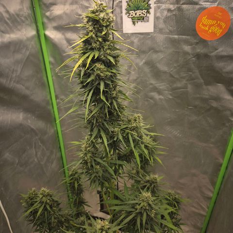 💚CHOCOLOPE 🍫 ☕️auto (56-63 BT) growlog timeline photo
