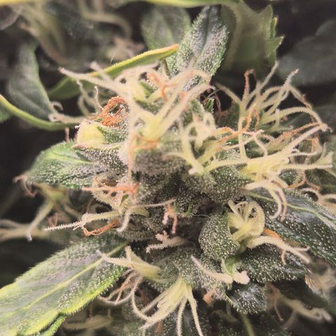 💚CHOCOLOPE 🍫 ☕️auto (56-63 BT) growlog timeline photo
