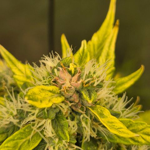 💚CHOCOLOPE 🍫 ☕️auto (56-63 BT) growlog timeline photo