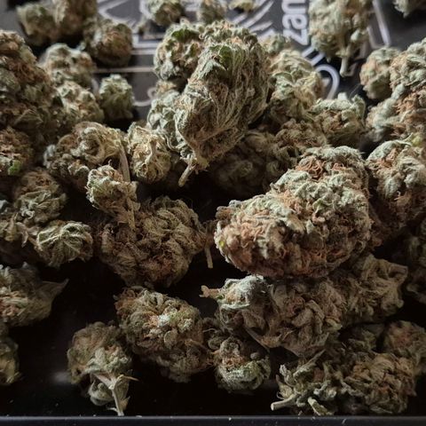 WTF- Königin Mimosa evo 👑👑👑 (65-70bt) growlog photo: 😇🤩🥰😍😎 überzeugt?!🫠🥰🤤🎄