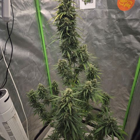 💚CHOCOLOPE 🍫 ☕️auto (56-63 BT) growlog timeline photo