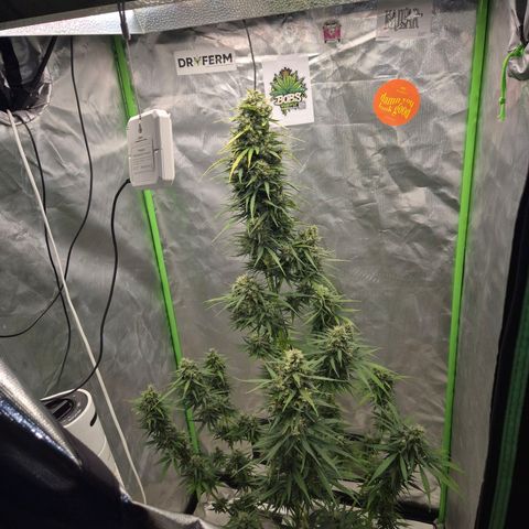 💚CHOCOLOPE 🍫 ☕️auto (56-63 BT) growlog timeline photo