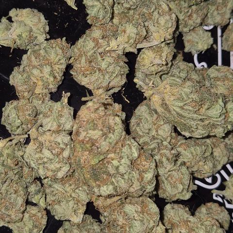 WTF- Königin Mimosa evo 👑👑👑 (65-70bt) growlog photo: 😇🤩🥰😍😎 überzeugt?!🫠🥰🤤🎄