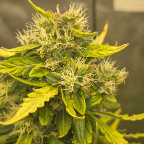 💚CHOCOLOPE 🍫 ☕️auto (56-63 BT) growlog timeline photo