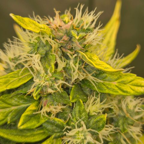 💚CHOCOLOPE 🍫 ☕️auto (56-63 BT) growlog timeline photo
