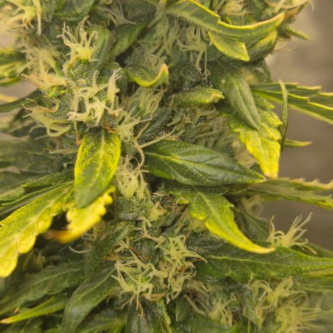💚CHOCOLOPE 🍫 ☕️auto (56-63 BT) growlog timeline photo