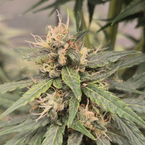 💚CHOCOLOPE 🍫 ☕️auto (56-63 BT) growlog timeline photo