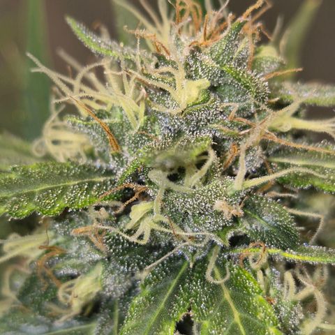 💚CHOCOLOPE 🍫 ☕️auto (56-63 BT) growlog timeline photo
