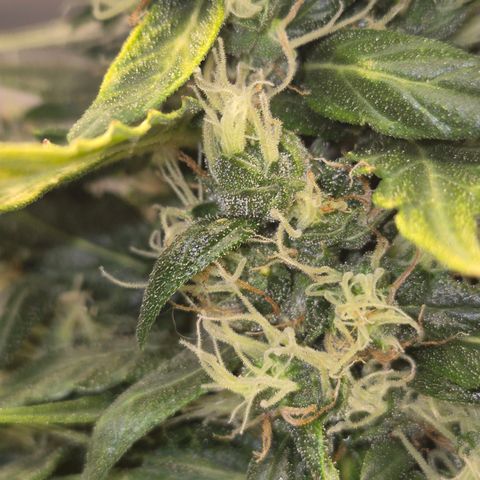 💚CHOCOLOPE 🍫 ☕️auto (56-63 BT) growlog timeline photo