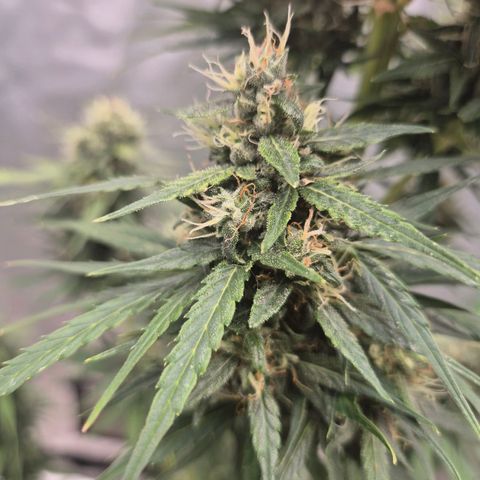 💚CHOCOLOPE 🍫 ☕️auto (56-63 BT) growlog timeline photo