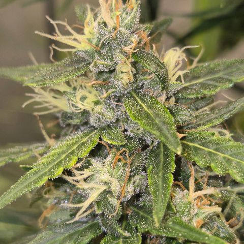 💚CHOCOLOPE 🍫 ☕️auto (56-63 BT) growlog timeline photo