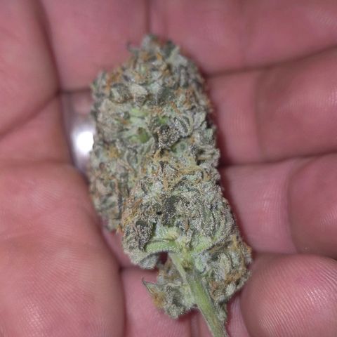 Ice cream cake 🍰 & permanent marker🖊(65-73bt) growlog photo: Testbud, angetrocknet 3. tag