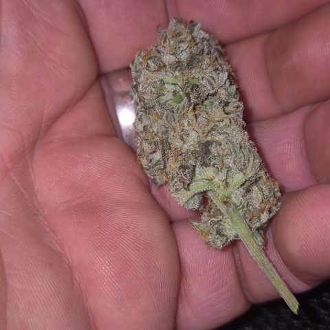 Ice cream cake 🍰 & permanent marker🖊(65-73bt) growlog photo: Testbud, angetrocknet 3. tag
