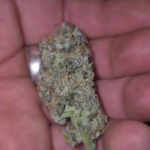 Ice cream cake 🍰 & permanent marker🖊(65-73bt) growlog photo: Testbud, angetrocknet 3. tag