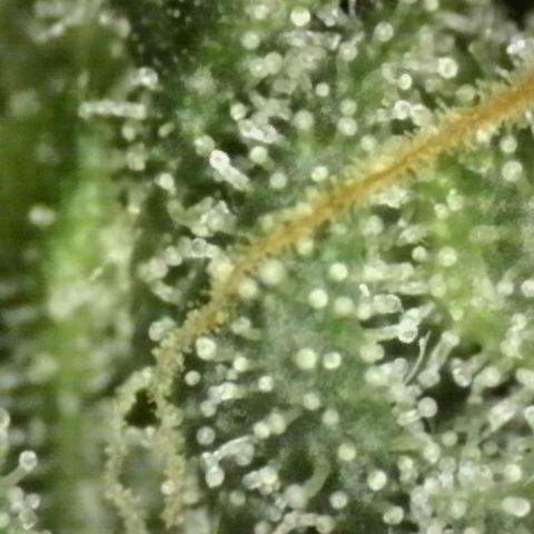 Ice cream cake 🍰 & permanent marker🖊(65-73bt) growlog timeline photo