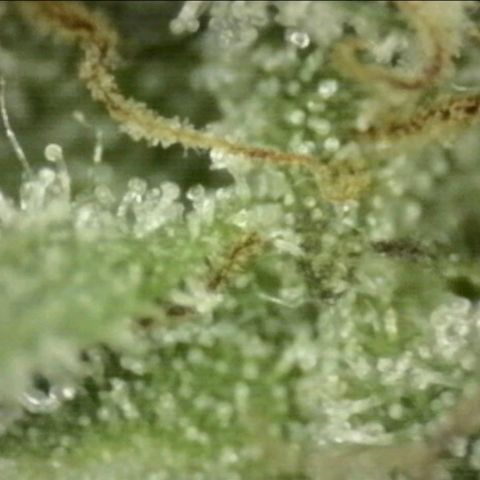 Ice cream cake 🍰 & permanent marker🖊(65-73bt) growlog timeline photo