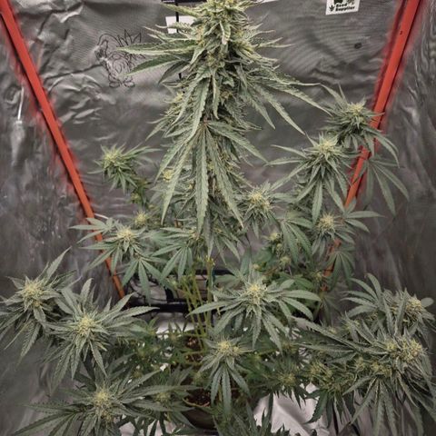 Ice cream cake 🍰 & permanent marker🖊(65-73bt) growlog photo: Heute nachmittag ist sie umgezogen 