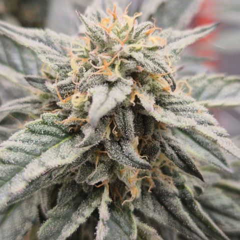 Ice cream cake 🍰 & permanent marker🖊(65-73bt) growlog photo: Heute nachmittag ist sie umgezogen 