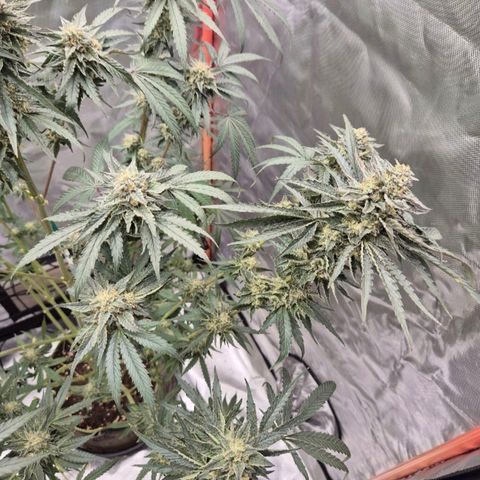 Ice cream cake 🍰 & permanent marker🖊(65-73bt) growlog photo: Heute nachmittag ist sie umgezogen 