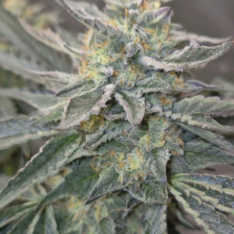 Ice cream cake 🍰 & permanent marker🖊(65-73bt) growlog photo: Heute nachmittag ist sie umgezogen 