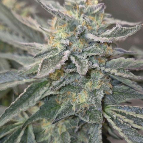 Ice cream cake 🍰 & permanent marker🖊(65-73bt) growlog photo: Heute nachmittag ist sie umgezogen 