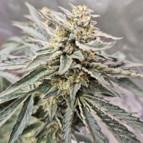 Ice cream cake 🍰 & permanent marker🖊(65-73bt) growlog photo: Heute nachmittag ist sie umgezogen 