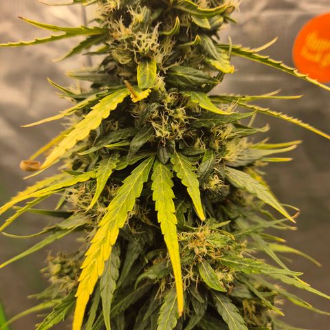 💚CHOCOLOPE 🍫 ☕️auto (56-63 BT) growlog timeline photo