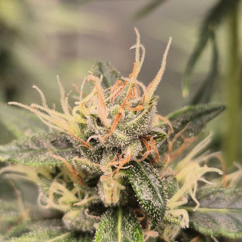 💚CHOCOLOPE 🍫 ☕️auto (56-63 BT) growlog timeline photo