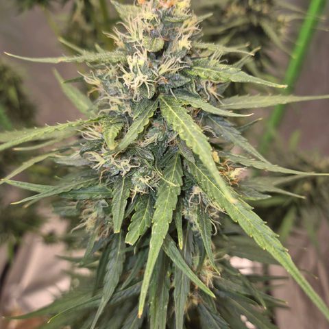 💚CHOCOLOPE 🍫 ☕️auto (56-63 BT) growlog timeline photo