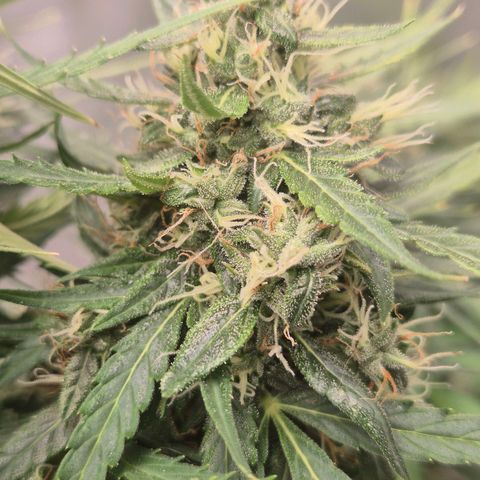 💚CHOCOLOPE 🍫 ☕️auto (56-63 BT) growlog timeline photo