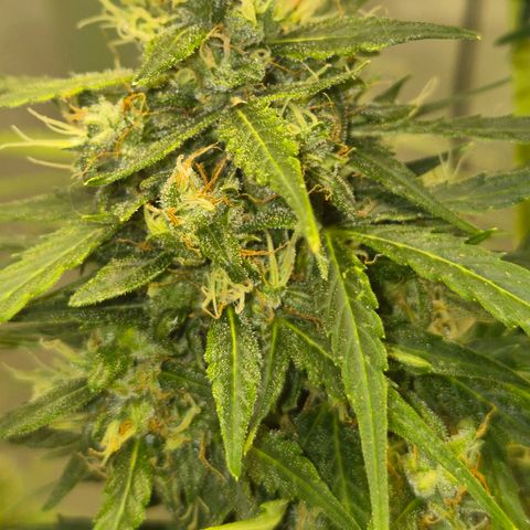 💚CHOCOLOPE 🍫 ☕️auto (56-63 BT) growlog timeline photo