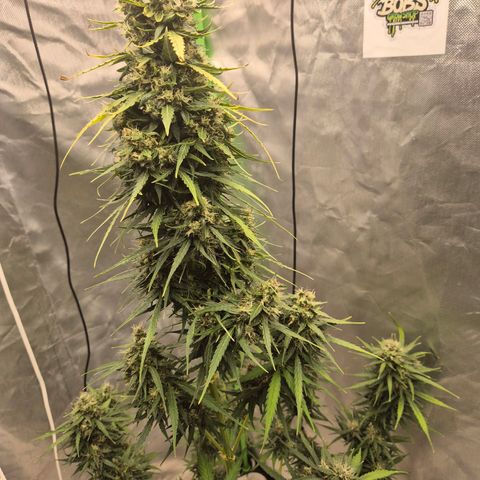 💚CHOCOLOPE 🍫 ☕️auto (56-63 BT) growlog timeline photo