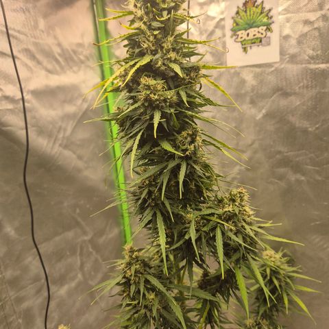 💚CHOCOLOPE 🍫 ☕️auto (56-63 BT) growlog timeline photo
