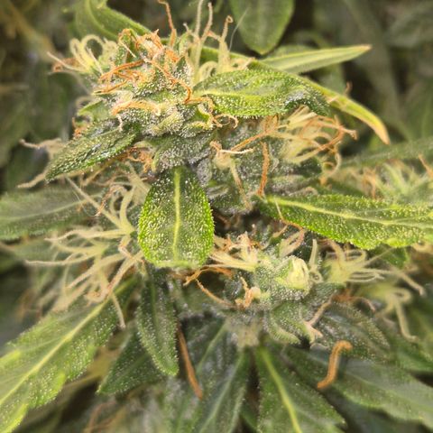 💚CHOCOLOPE 🍫 ☕️auto (56-63 BT) growlog timeline photo