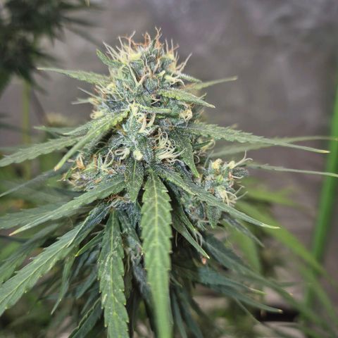 💚CHOCOLOPE 🍫 ☕️auto (56-63 BT) growlog timeline photo