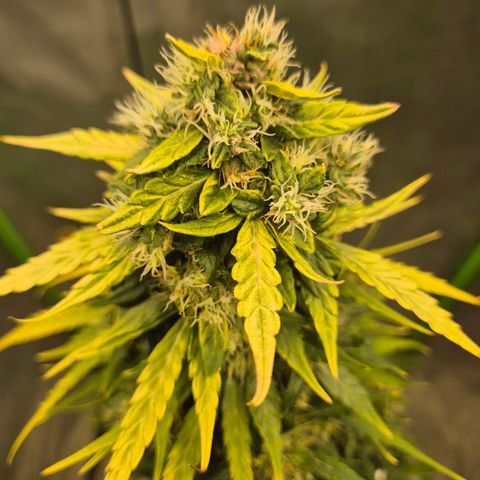 💚CHOCOLOPE 🍫 ☕️auto (56-63 BT) growlog timeline photo
