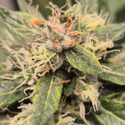 💚CHOCOLOPE 🍫 ☕️auto (56-63 BT) growlog timeline photo