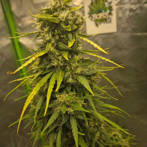 💚CHOCOLOPE 🍫 ☕️auto (56-63 BT) growlog timeline photo