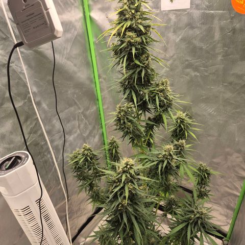 💚CHOCOLOPE 🍫 ☕️auto (56-63 BT) growlog timeline photo